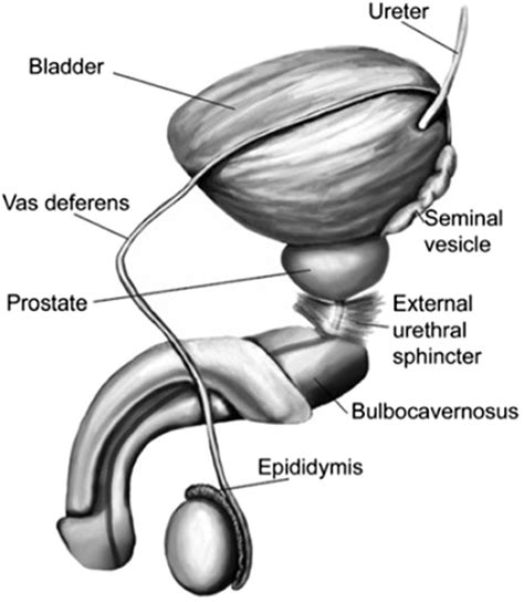 ejaculatory duct diagram